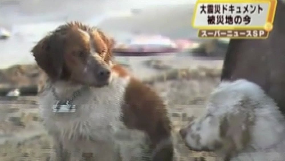 Los dos perros tras el terremoto