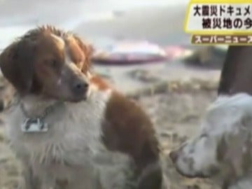 Los dos perros tras el terremoto