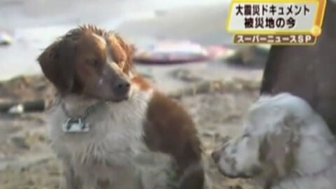 Los dos perros tras el terremoto