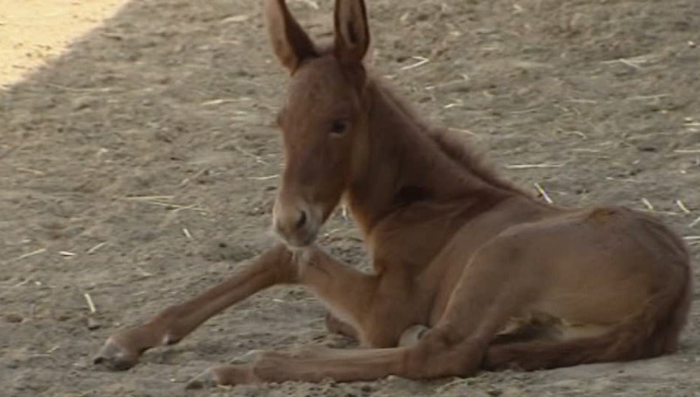 Nace una mula de otra, un animal genéticamente estéril