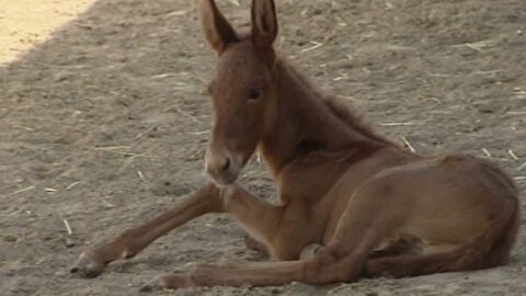Nace una mula de otra, un animal gen&eacute;ticamente est&eacute;ril