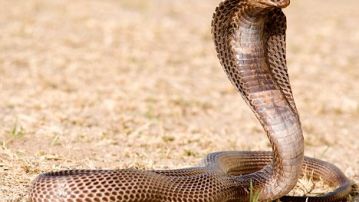 Una cobra egipcia cuyo veneno es mortal