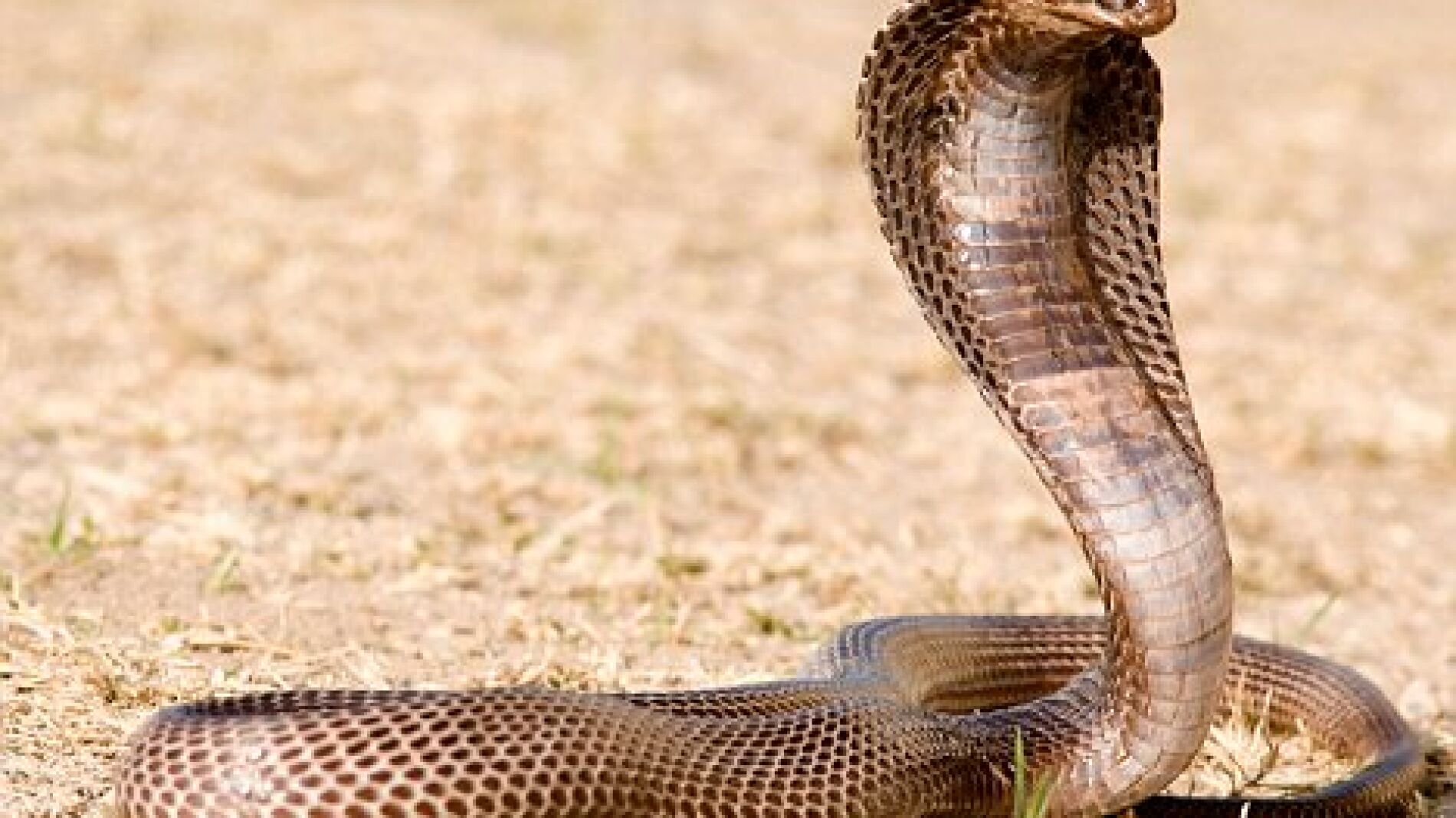 Una cobra egipcia cuyo veneno es mortal