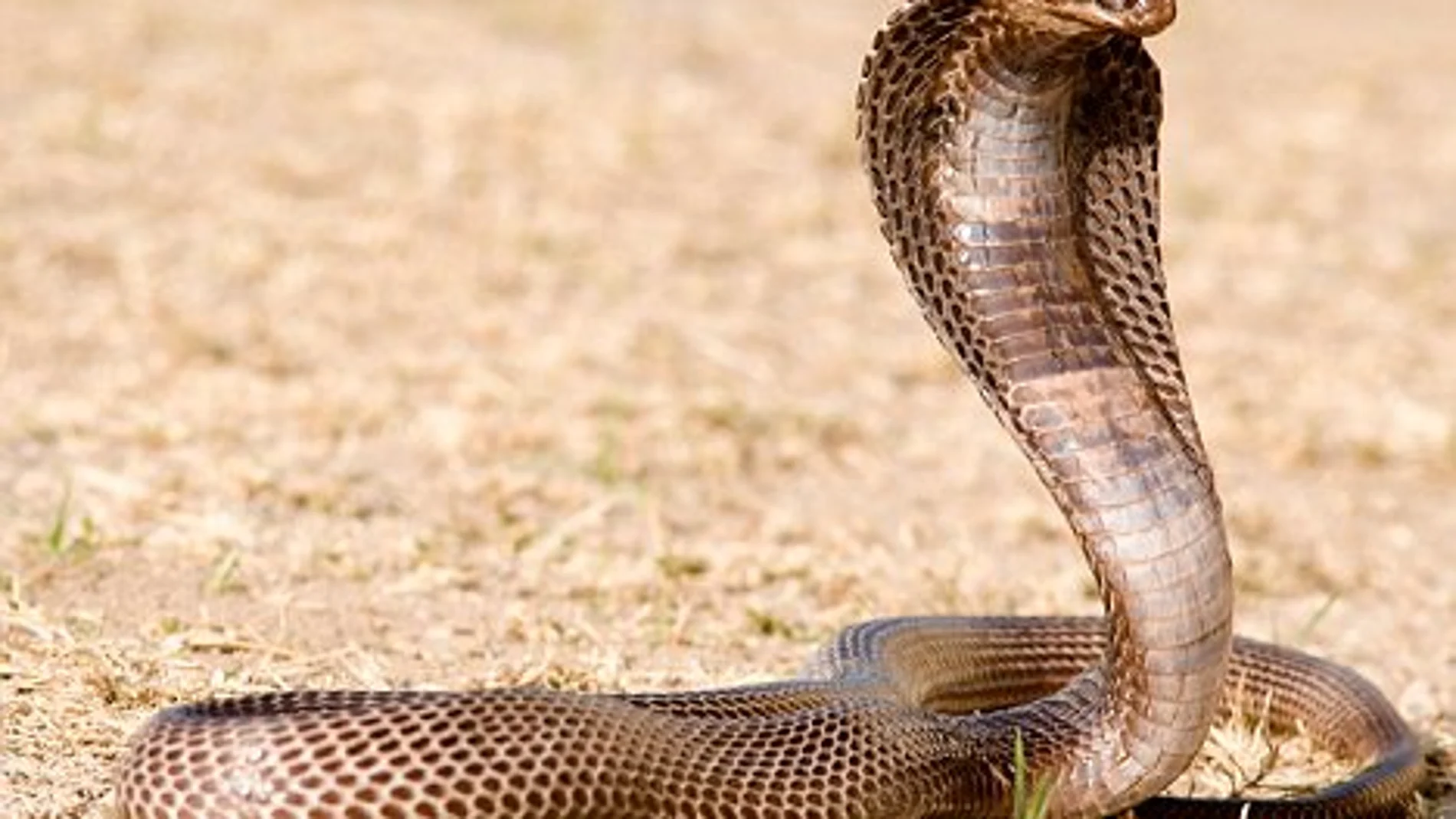 Una cobra egipcia cuyo veneno es mortal Una cobra egipcia cuyo veneno es mortal