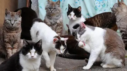 Gatos habitantes de 'La isla de los gatos' Gatos habitantes de 'La isla de los gatos'