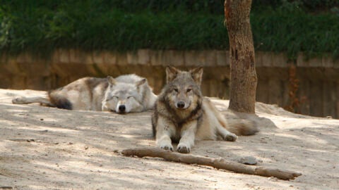 Encuentran a las dos lobas que se escaparon del zoo de Barcelona 