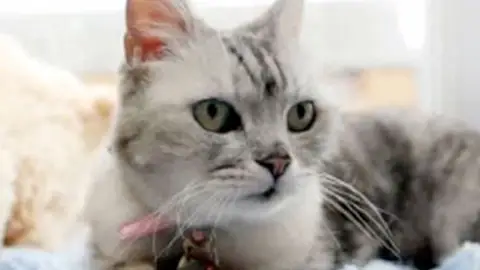 Smokey, la gata más ruidosa del mundo Smokey, la gata más ruidosa del mundo