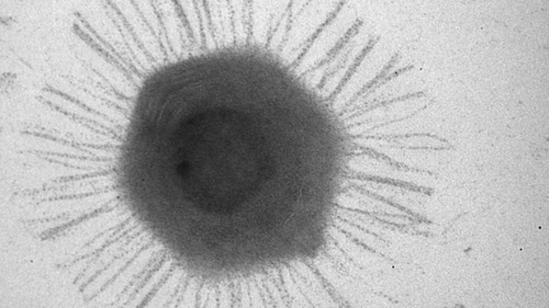 El vir&oacute;fago del Lago Organic