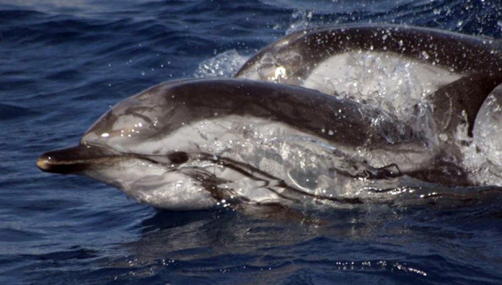 Delfines en Tenerife