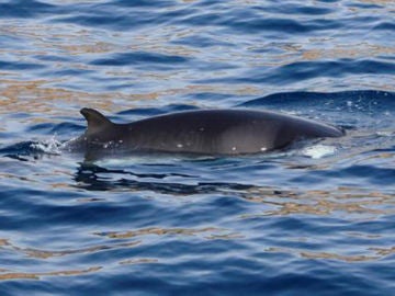 Avistan una ballena enana en la costa de Murcia