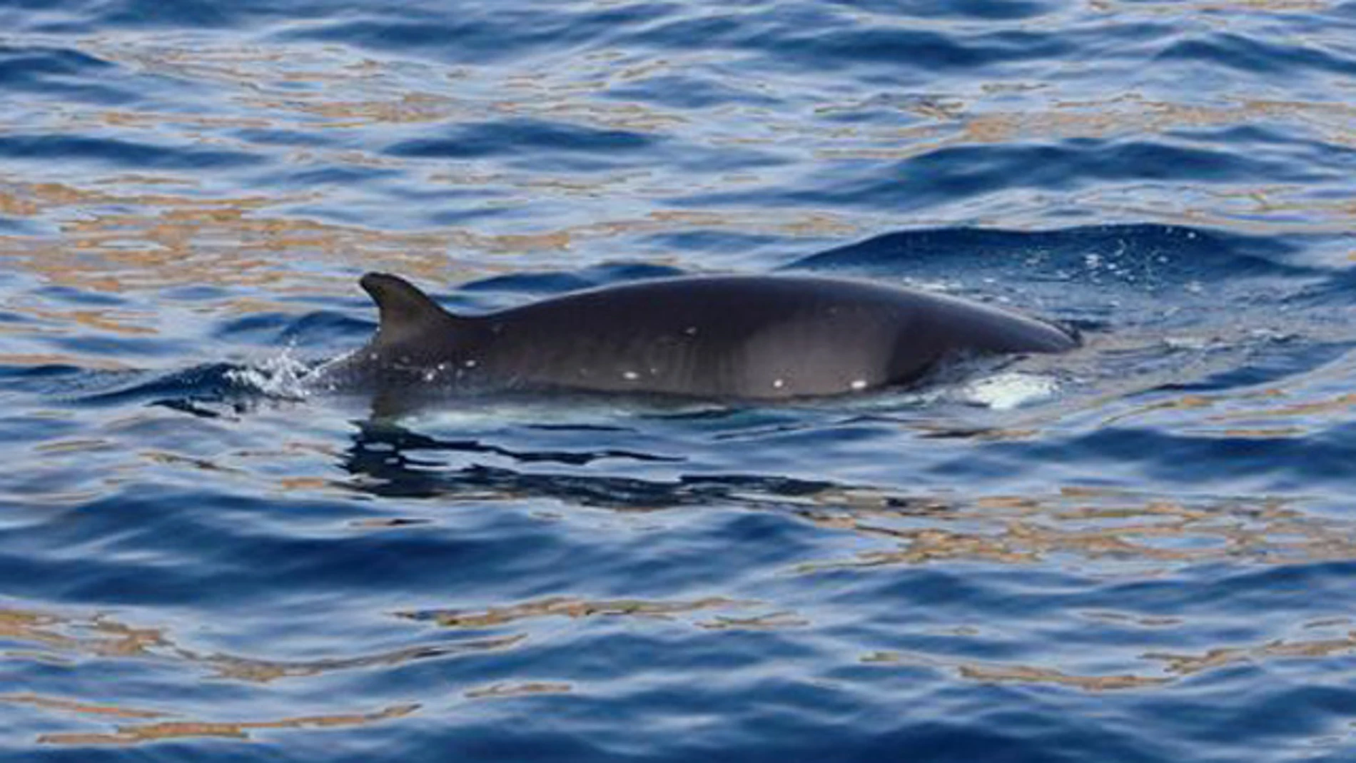 Avistan una ballena enana en la costa de Murcia Avistan una ballena enana en la costa de Murcia