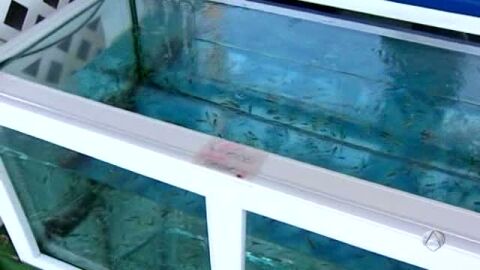 Cuidado con los peces &ldquo;come-pies&rdquo; 
