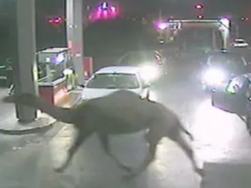 Un dromedario irrumpe en una gasolinera Un dromedario irrumpe en una gasolinera