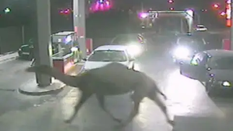 Un dromedario irrumpe en una gasolinera Un dromedario irrumpe en una gasolinera