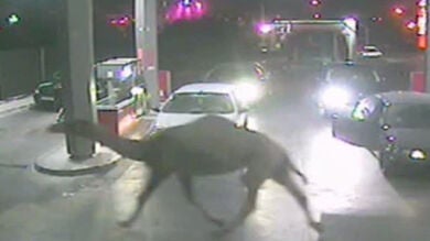 Aparece un dromedario en medio de una gasolinera de Ibiza