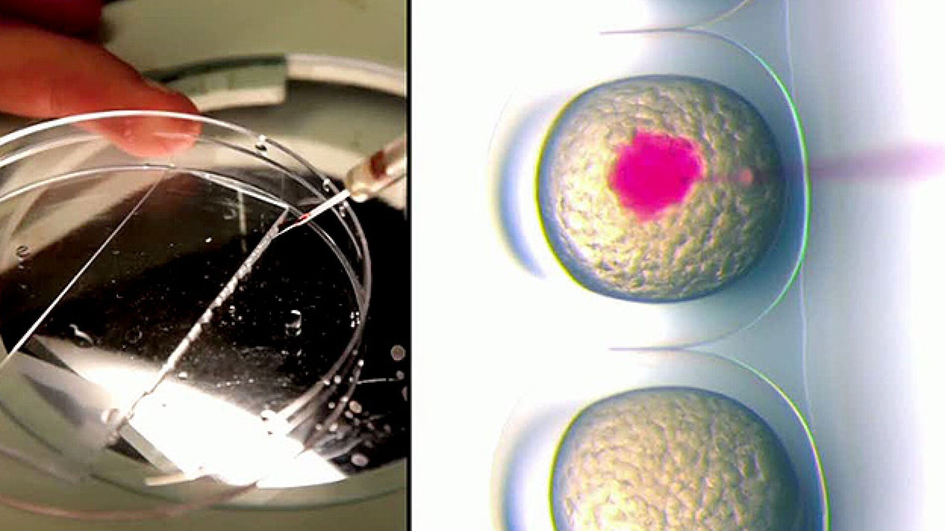 C&eacute;lulas en un laboratorio