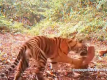 Encuentran un santuario de tigres en Indonesia