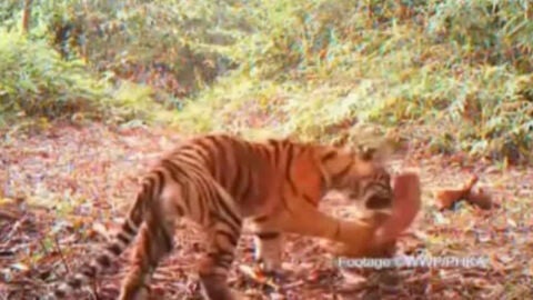 Encuentran un santuario de tigres en Indonesia