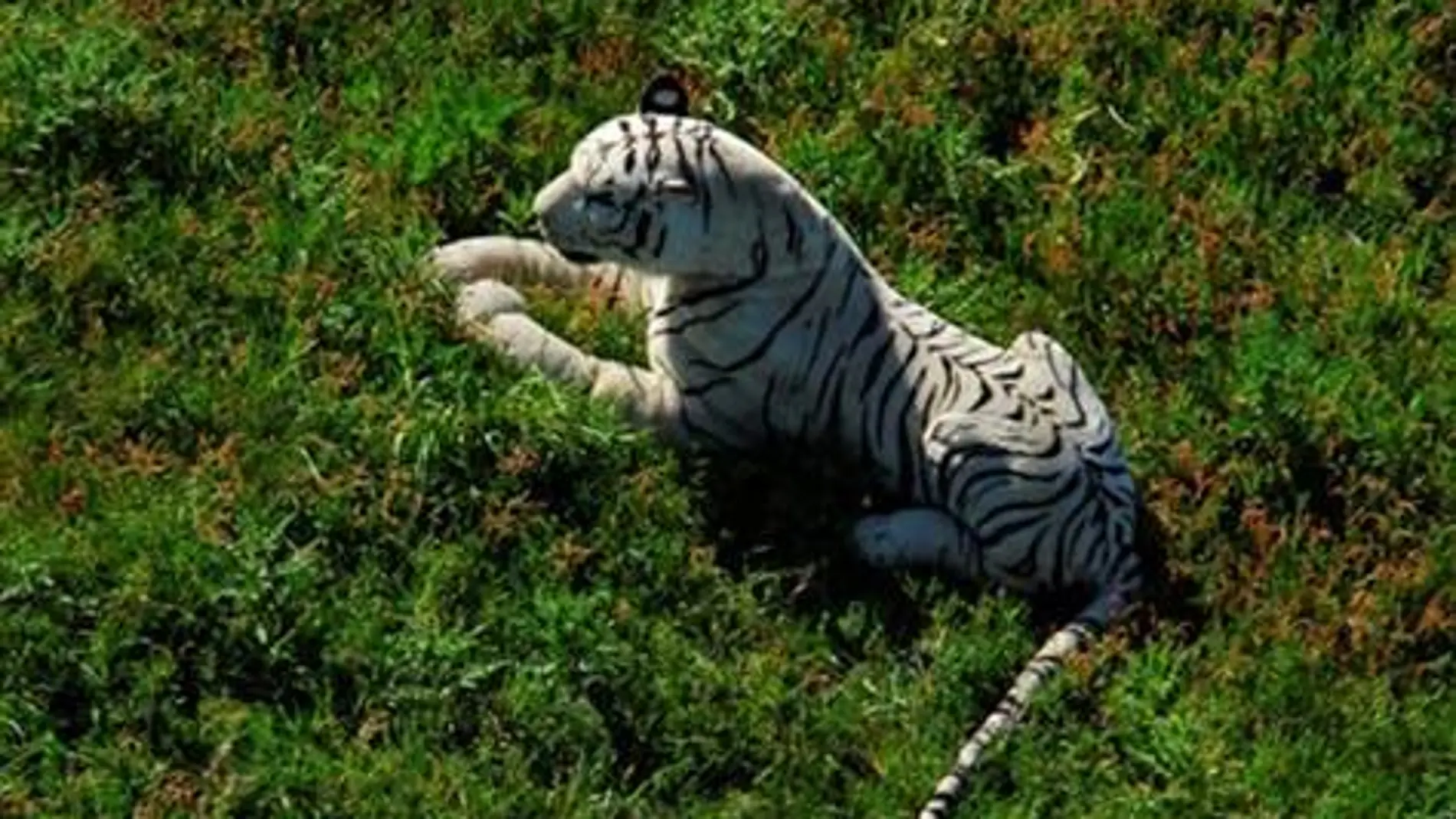Tigre de peluche Tigre de peluche