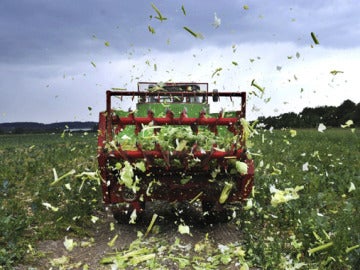 Un agricultor destruye su cultivo en Ronnenberg 