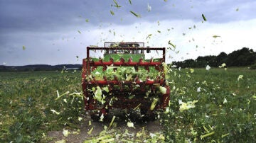 Un agricultor destruye su cultivo en Ronnenberg 
