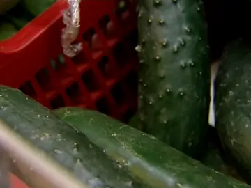 Canarias vigila la importación de "pepinos bacterianos" Canarias vigila la importación de "pepinos bacterianos"