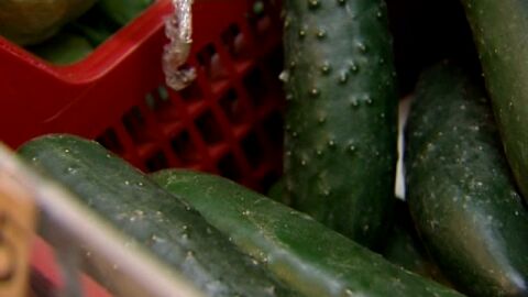 Canarias vigila la importaci&oacute;n de "pepinos bacterianos"