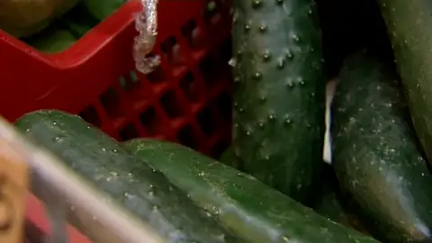 Canarias vigila la importación de "pepinos bacterianos" Canarias vigila la importación de "pepinos bacterianos"