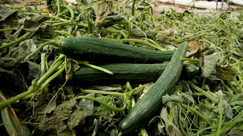 Pepinos españoles en Almería Pepinos españoles en Almería
