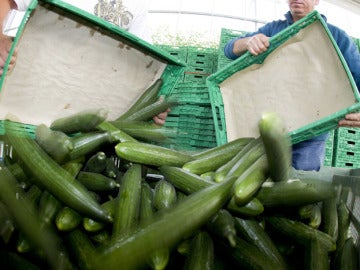 Agricultores tiran pepinos tras la psicosis generada por Alemania. Agricultores tiran pepinos tras la psicosis generada por Alemania.