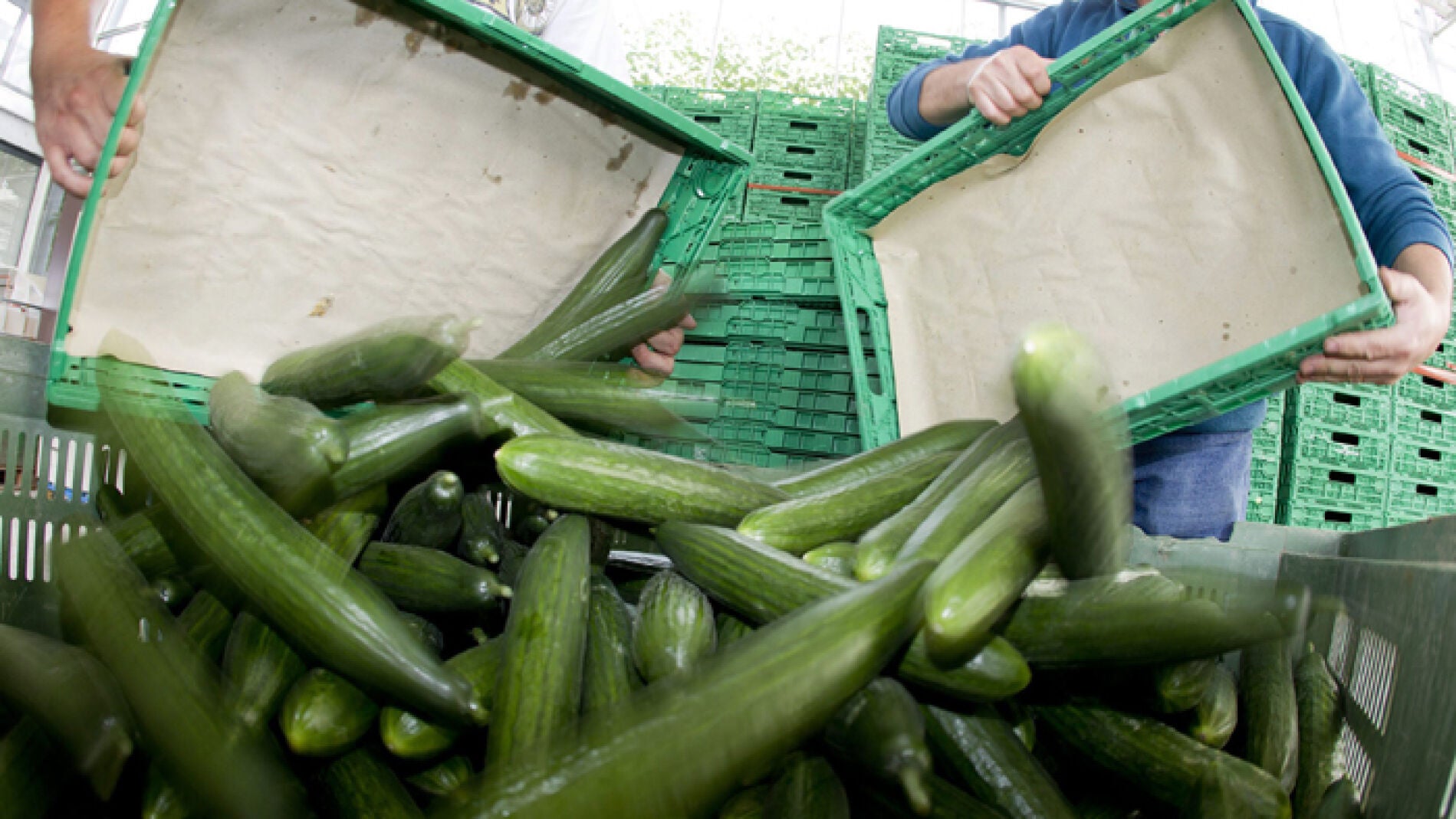 Agricultores tiran pepinos tras la psicosis generada por Alemania.