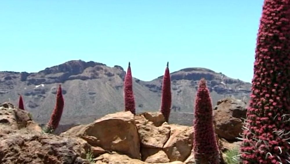 El espectáculo único de los tajinastes en el Teide
