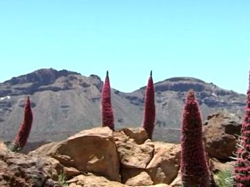 El espectáculo único de los tajinastes en el Teide