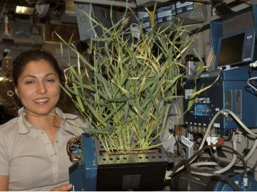 Plantas cultivadas en el invernadero Lada