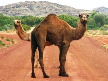Camellos en Australia