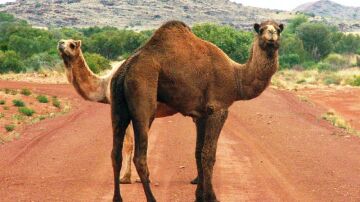 Camellos en Australia