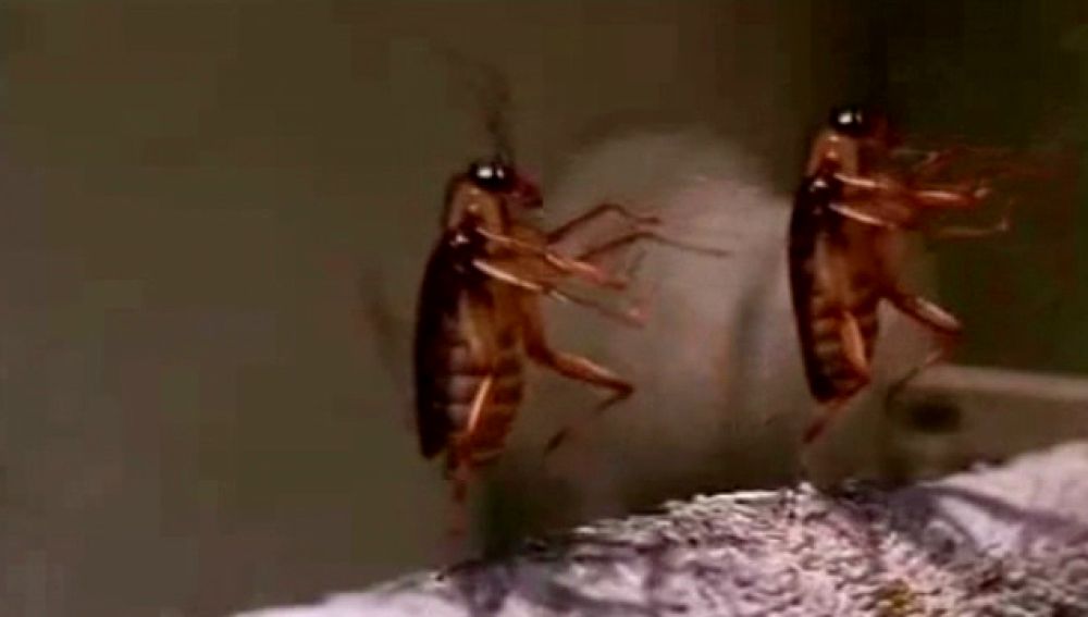 Un concurso no apto para quienes sufren fobia a las cucarachas