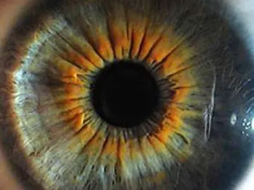 El iris de un ojo El iris de un ojo