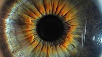 El iris de un ojo