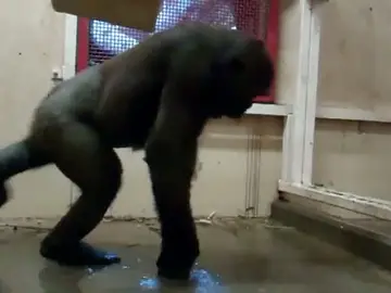 El gorila bailarín El gorila bailarín