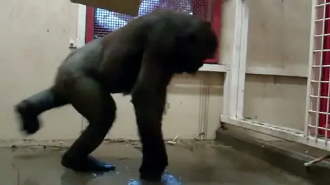 El gorila bailarín El gorila bailarín