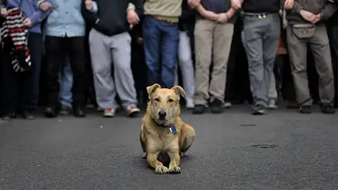 Loukanikos, el centro de la protesta Loukanikos, el centro de la protesta
