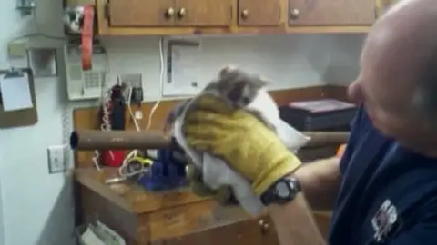 Rescatan a un gato de una tubería Rescatan a un gato de una tubería