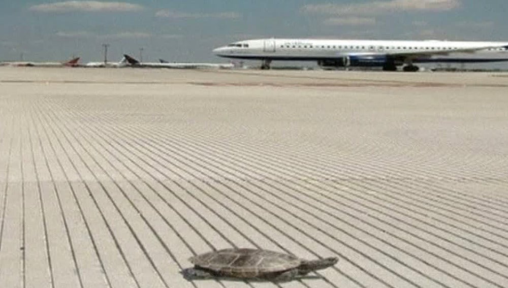 Una tortuga en el aeropuerto JFK