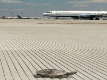 Una tortuga en el aeropuerto JFK