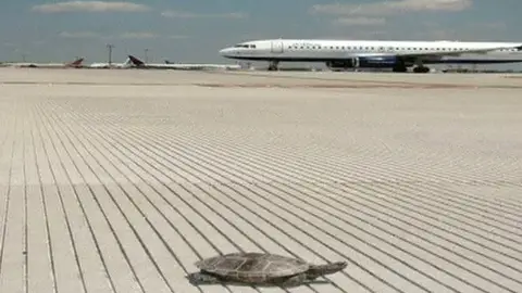 Una tortuga en el aeropuerto JFK Una tortuga en el aeropuerto JFK