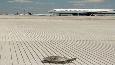 Las tortugas provocan el cierre de una pista en el aeropuerto JFK