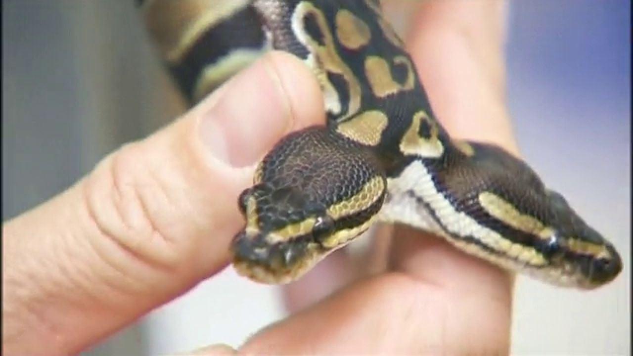 Una serpiente con dos cabezas