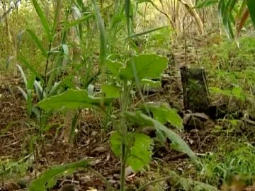 Abrirá al público la Reserva Natural de Los Tilos de Moya Abrirá al público la Reserva Natural de Los Tilos de Moya