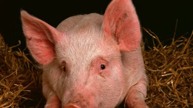 Órganos de cerdo para trasplantes humanos
